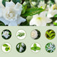 🏠 50 % Rabatt! 🌿 Automatisk doftspridning för ett fräschare hem – aromadiffuser som sprider behaglig doft utan ansträngning 🌸✨